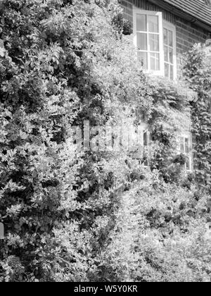 Cottage with Roses, Chiltern Hills AONB, Aldworth Village, Berkshire, England, UK, GB. Stock Photo