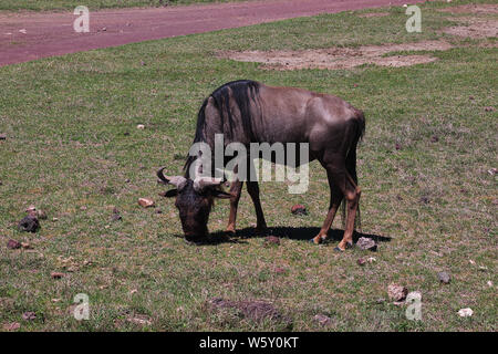 Wildebeest on safari in Kenia and Tanzania, Africa Stock Photo