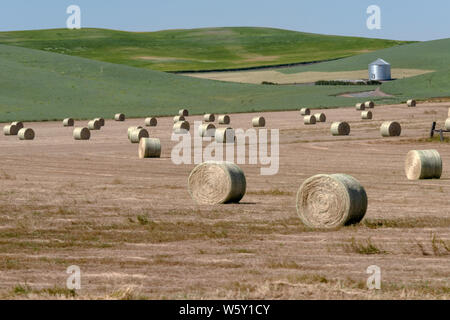 Rolled bales of hay in a field waiting to be picked up Stock Photo