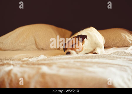 Cute dog sleeping and resting in human bed at sunny morning Stock Photo