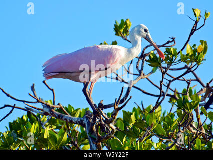 Roseate spoonbill with long legs, neon pink body, curved white neck, bright red eye and shiny tan flat beak standing on mangrove branches. Stock Photo