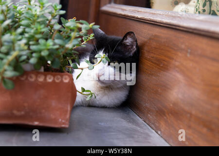 Black and white cat lays in front of a store window by a planter Stock Photo