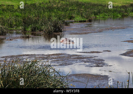 Hippo, Hippopotamus on safari in Kenia and Tanzania, Africa Stock Photo