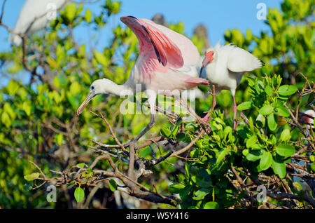 Roseate spoonbill with long legs, neon pink body, curved white neck, bright red eye and shiny tan flat beak standing on mangrove branches. Stock Photo