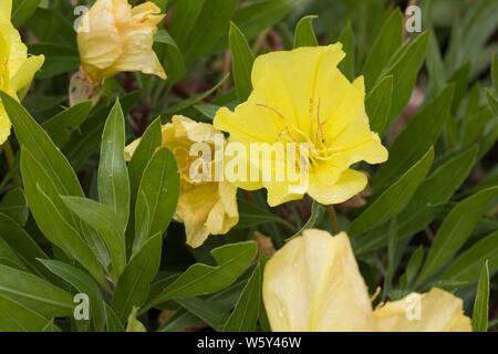 Missouri-Nachtkerze, Polster-Nachkerze, Polsternachkerze, Nachkerze, Oenothera macrocarpa, Oenothera missouriensis, bigfruit evening primrose, Ozark s Stock Photo