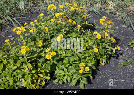 Küsten-Greiskraut, Senecio pseudoarnica, Senecio pseudo-arnica, Jacobaea pseudoarnica, Senecio rollandii, Seaside Ragwort, Island, Iceland Stock Photo