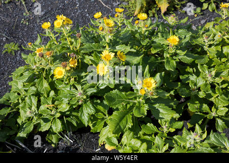 Küsten-Greiskraut, Senecio pseudoarnica, Senecio pseudo-arnica, Jacobaea pseudoarnica, Senecio rollandii, Seaside Ragwort, Island, Iceland Stock Photo