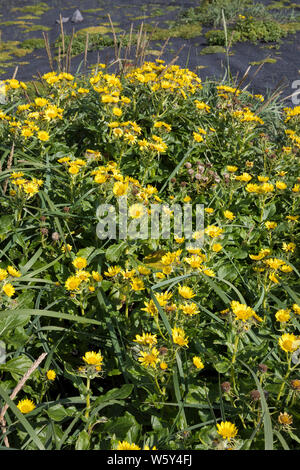 Küsten-Greiskraut, Senecio pseudoarnica, Senecio pseudo-arnica, Jacobaea pseudoarnica, Senecio rollandii, Seaside Ragwort, Island, Iceland Stock Photo