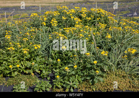 Küsten-Greiskraut, Senecio pseudoarnica, Senecio pseudo-arnica, Jacobaea pseudoarnica, Senecio rollandii, Seaside Ragwort, Island, Iceland Stock Photo