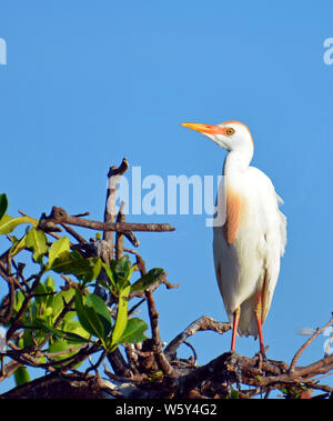 Close-up of cattle egret (Bubulcus ibis) in mangroves during mating season, with buff plumes on chest and head, long yellow beak, bright yellow eye, p Stock Photo