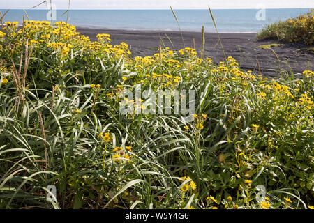 Küsten-Greiskraut, Senecio pseudoarnica, Senecio pseudo-arnica, Jacobaea pseudoarnica, Senecio rollandii, Seaside Ragwort, Island, Iceland Stock Photo