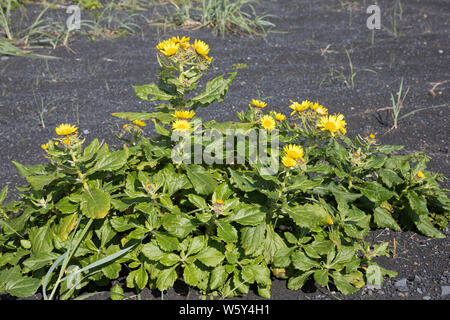 Küsten-Greiskraut, Senecio pseudoarnica, Senecio pseudo-arnica, Jacobaea pseudoarnica, Senecio rollandii, Seaside Ragwort, Island, Iceland Stock Photo