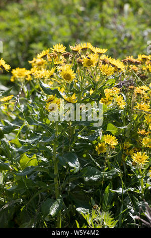 Küsten-Greiskraut, Senecio pseudoarnica, Senecio pseudo-arnica, Jacobaea pseudoarnica, Senecio rollandii, Seaside Ragwort, Island, Iceland Stock Photo