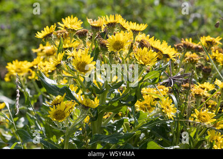 Küsten-Greiskraut, Senecio pseudoarnica, Senecio pseudo-arnica, Jacobaea pseudoarnica, Senecio rollandii, Seaside Ragwort, Island, Iceland Stock Photo