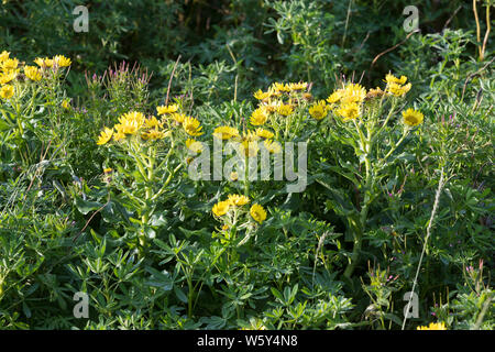 Küsten-Greiskraut, Senecio pseudoarnica, Senecio pseudo-arnica, Jacobaea pseudoarnica, Senecio rollandii, Seaside Ragwort, Island, Iceland Stock Photo