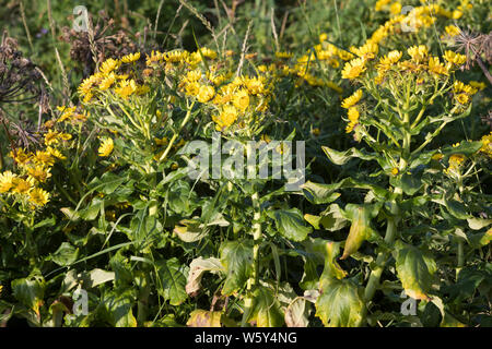 Küsten-Greiskraut, Senecio pseudoarnica, Senecio pseudo-arnica, Jacobaea pseudoarnica, Senecio rollandii, Seaside Ragwort, Island, Iceland Stock Photo