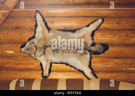 Stuffed wolf is hanging on wooden wall. Scarecrow of a wolf, hunting trophy. Stock Photo