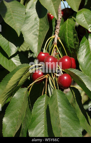 Bing Cherries on Tree Branch Stock Photo