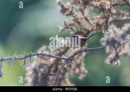 Dartford Warbler in strong sunshine on dying gorse Stock Photo