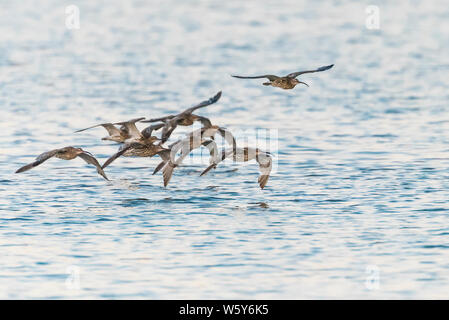 Flock of Curlews flying low over blue water Stock Photo