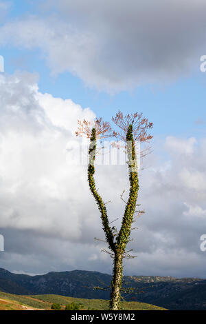 Tall Ocotillo Cactus plant (Fouquieria splendens), overlooking landscape with sky. Also referred to as coachwhip, candlewood, slimwood, desert coral, Stock Photo