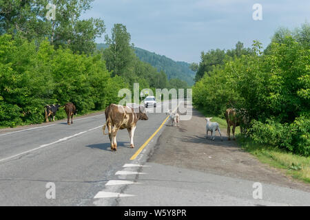 a herd of cows crossing the road, and pose a danger to cars Stock Photo