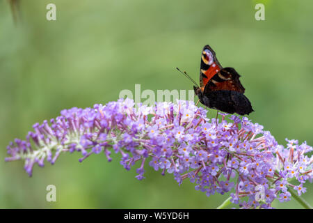European Peacock Butterfly (Inachis io) feeding on Buddleia Blossom