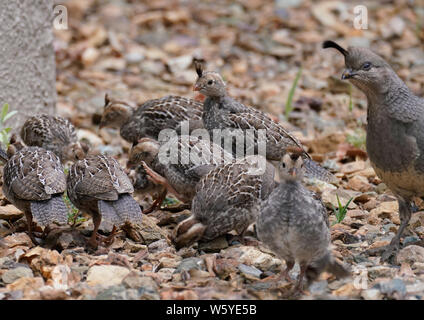 A group of quail chicks are on a family outing, and Mom is keeping a close eye out for them. Stock Photo