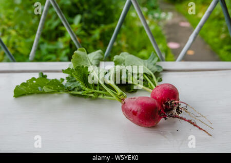 Two fresh radishes lie on a white background in the garden Stock Photo