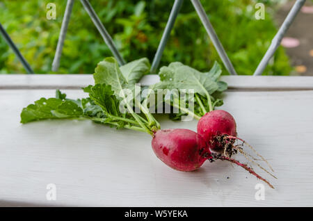 Two fresh radishes lie on a white background in the garden Stock Photo
