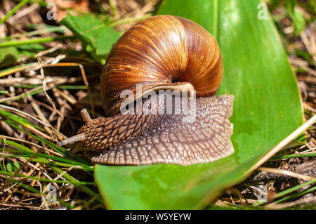 Big snail crawls on a leaf in the forest Stock Photo
