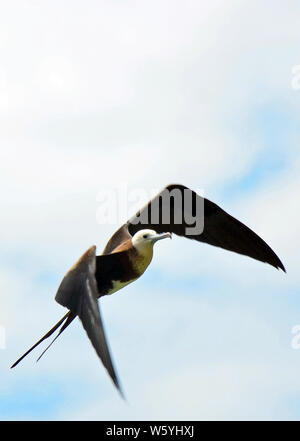 Side view of frigatebird or frigate bird in flight with thin black wings bent, brown body, tail spread in V, white head and chest, and long hooked bea Stock Photo