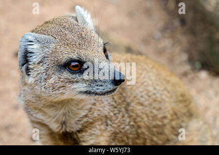 Red meerkat, yellow mangoose Cynictis penicillata Stock Photo