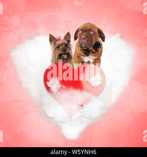 couple of cute dogs being in love on a heart cloud, yorkshire terrier and french mastiff - a valentine's day concept Stock Photo