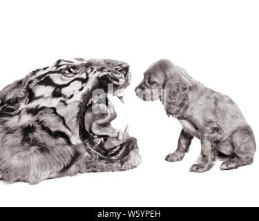 1950s HUMOROUS IMAGE OF COCKER SPANIEL PUPPY STARING INTO THE MOUTH OF A TIGER  - d3167 HAR001 HARS GROWTH KITTY MAMMAL PUP BLACK AND WHITE HAR001 OLD FASHIONED Stock Photo