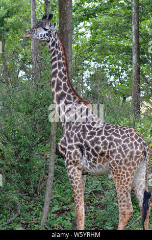 Large adult male giraffe standing tall with big black eyes, long brown and black nobs on head, black and chestnut starburst spots, and long black tass Stock Photo