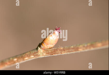 The insignificant wind pollenated female flower with red styles of hazel (Corylus avellana). The hazel tree is monoecious Stock Photo