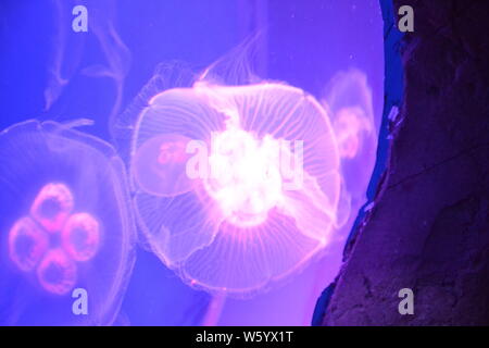 Moon jellyfish in Skegness Aquarium, Skegness, Lincolnshire, UK