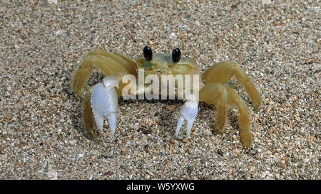 Close up of an Atlantic ghost crab (Ocypode quadrata) with shiny white claws, golden hairy legs, blue-grey boxey body and beady black eyes on a beach