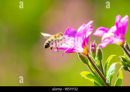 Closeup of a western honey bee or European honey bee (Apis mellifera) feeding nectar of pink great hairy willowherb Epilobium hirsutum flowers Stock Photo