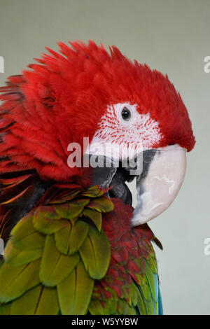 Scarlet macaw parrot at the Lincolnshire Wildlife Park, Friskney, Boston, Lincolnshire, UK Stock Photo