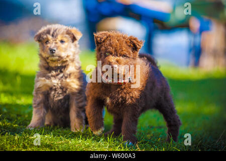 Two puppies playing while looking at the camera Stock Photo