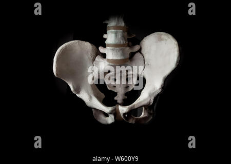 Pelvis human bone close up isolated on black background Stock Photo