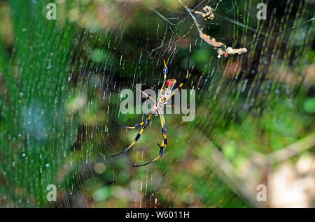 Close up bottom view of a golden silk orb-weaver (nephila) or banana spider with bright red and black body patterned in yellow spots, and long yellow Stock Photo