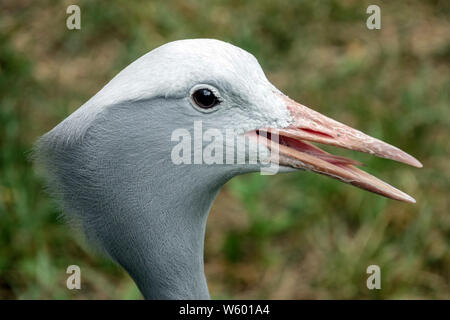 Blue Crane Anthropoides paradiseus head Stock Photo