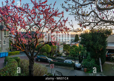 Sakura blossoms on the crookedest street in the world Lombard Street. San Francisco is in early morning light. Stock Photo