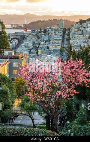 Sakura blossoms on the crookedest street in the world Lombard Street. San Francisco is in early morning light. Stock Photo