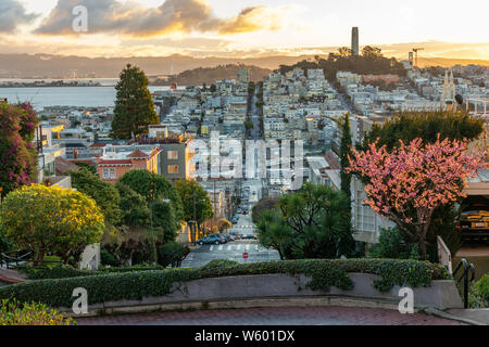 Sakura blossoms on the crookedest street in the world Lombard Street. San Francisco is in early morning light. Stock Photo