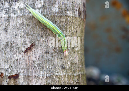 Green caterpillar with yellow stripes and red horns on a palm tree, El Remate, Peten, Guatemala Stock Photo