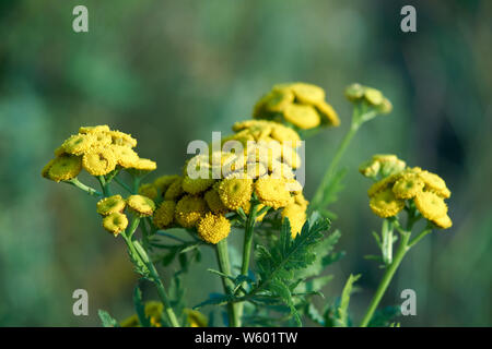 common tansy (Tanacetum vulgare, Chrysanthemum vulgare) blooming Stock Photo